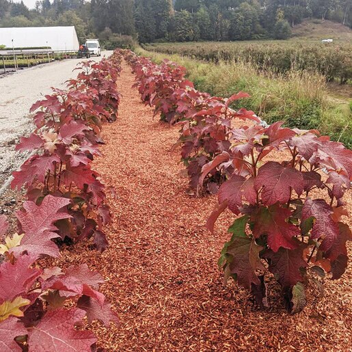 Hydrangea Quercifolia Toy Soldier Oakleaf Hydrangea | SiteOne US